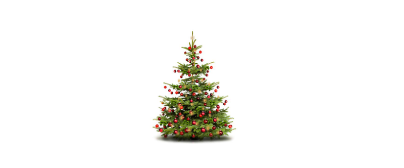Sapin de Noël : L’Agitateur Floral assure la vente et l’après-vente !