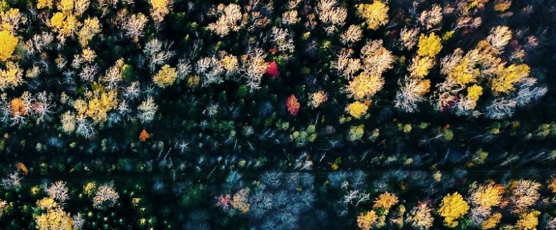 Un bain de forêt pour se ressourcer