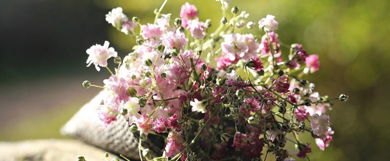 Offrir des fleurs : une belle façon de soutenir France Alzheimer !