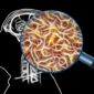 Mécanisme et secrets de la Maladie d'Alzheimer : Le cerveau à la loupe.